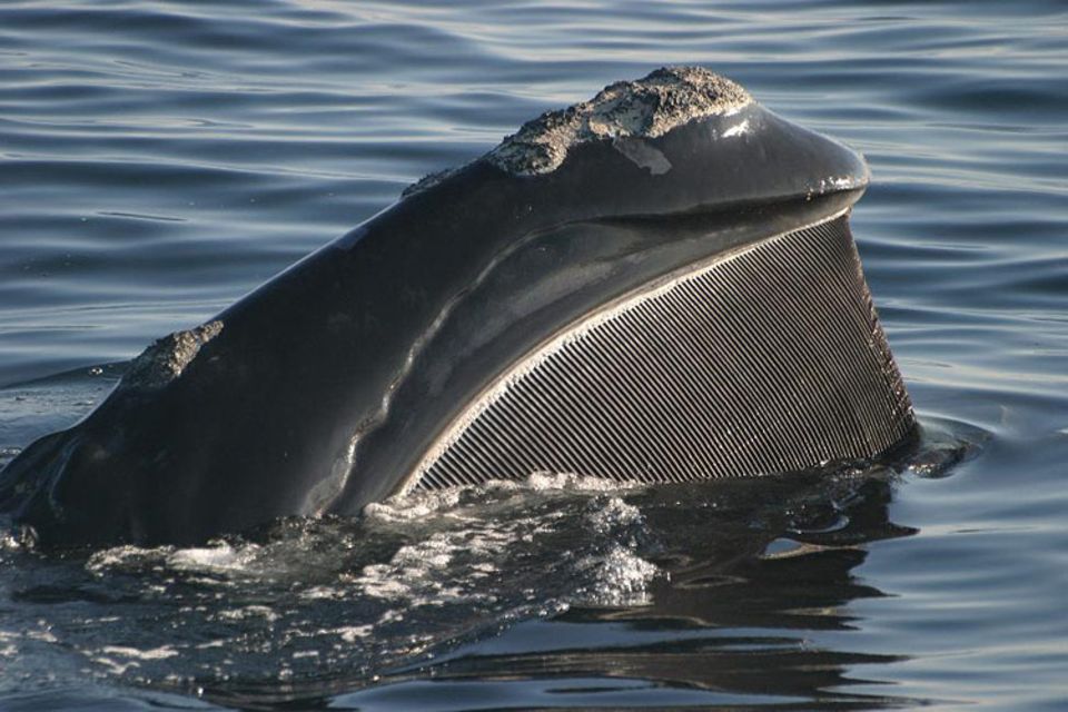 Tiere: Wie ein Sieb sieht der Bartenfächer der Nordkaper aus. Mit ihm filtern die Wale täglich rund 100 Kilogramm Krebse aus dem Wasser