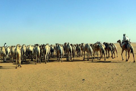 Die letzten Kamelkarawanen der Sahara
