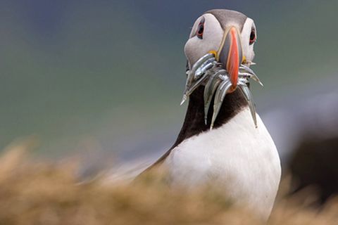 Schiebepuzzle: Papageientaucher