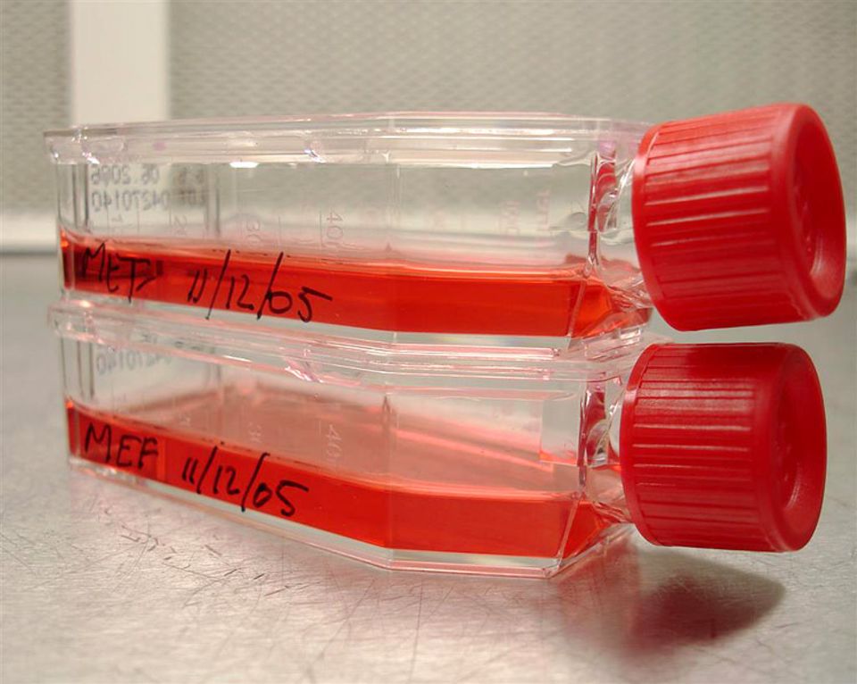 Das Muskelgewebe wächs derzeit noch in Laborflaschen (in-vitro). Erst mit der Zeit nimmt es einen festen Zustand an
