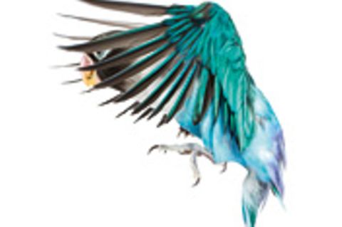 Evolution: Das Prinzip der Konvergenz