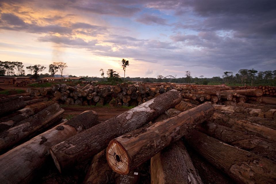 WWF-Report: Entwaldung im Kongo-Becken: 13 Millionen Hektar Wald gingen zwischen 2000 und 2010 jährlich verloren