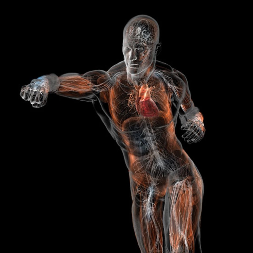 Unser Organismus ist ein komplexer Verbund aus 640 Muskeln (in der Illustration zum Teil rot gefärbt), gut 200 Knochen, einem rund fünf Meter langen Verdauungstrakt und 100 000 Kilometern Blutgefäßen. Seine Steuerung erfordert eine ständige Überwachung - und Verständigung