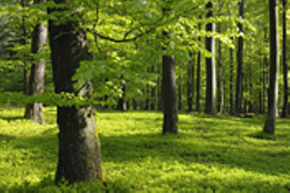 Waldzustand: Interview: Der Zustand des deutschen Waldes