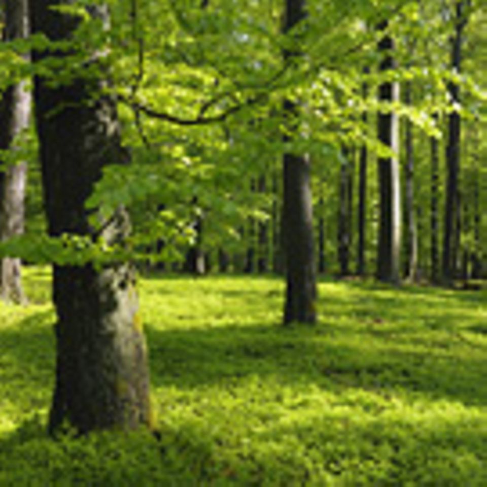 Waldzustand: Interview: Der Zustand des deutschen Waldes