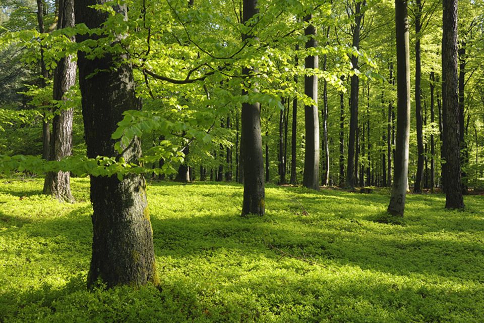 Waldzustand: Idylle im Frühling: Ein Buchenwald in Bayern. Besonders der Gesundheitszustand von Buchen und Eichen hat sich allerdings in den letzten Jahren stark verschlechtert Waldzustand: Idylle im Frühling: Ein Buchenwald in Bayern. Besonders der Gesundheitszustand von Buchen und Eichen hat sich allerdings in den letzten Jahren stark verschlechtert