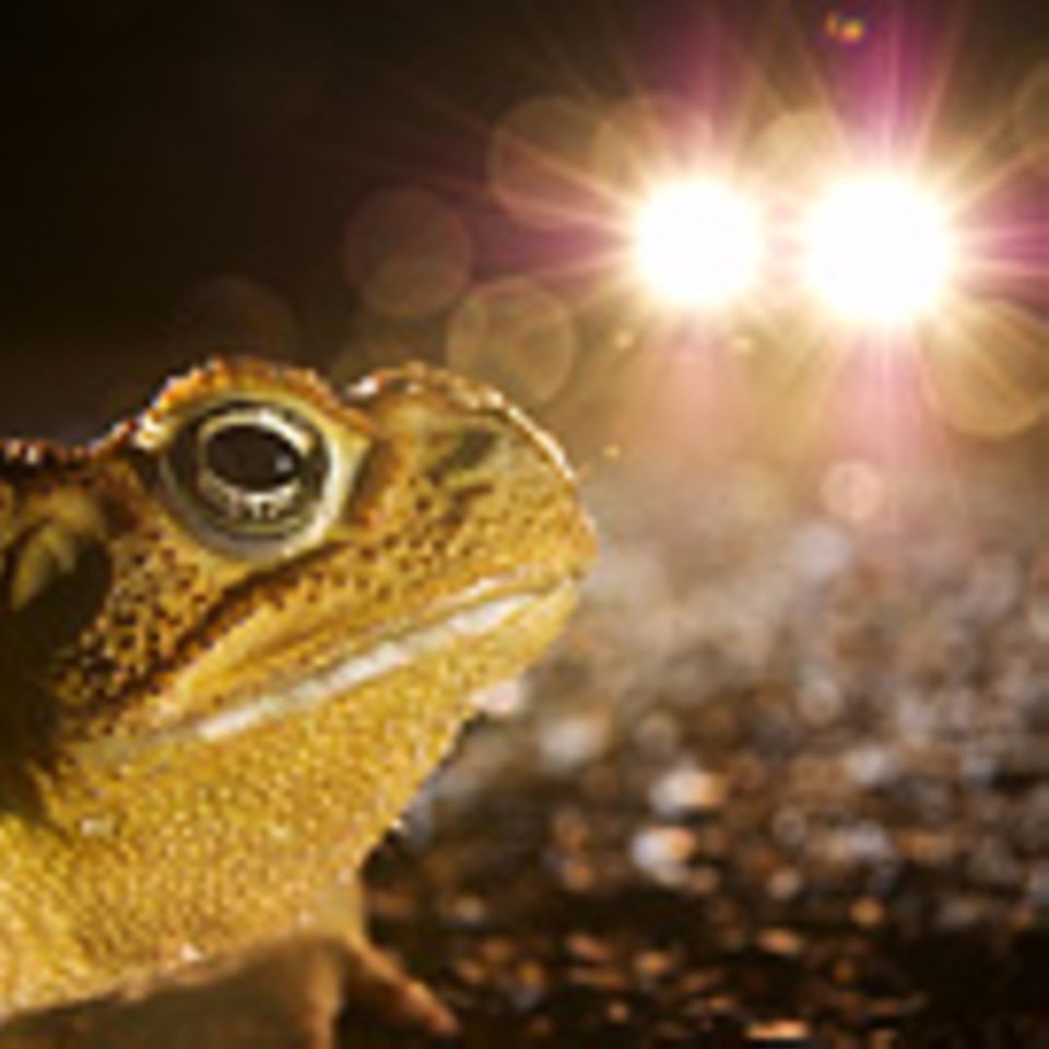 Ökologie: Licht aus!