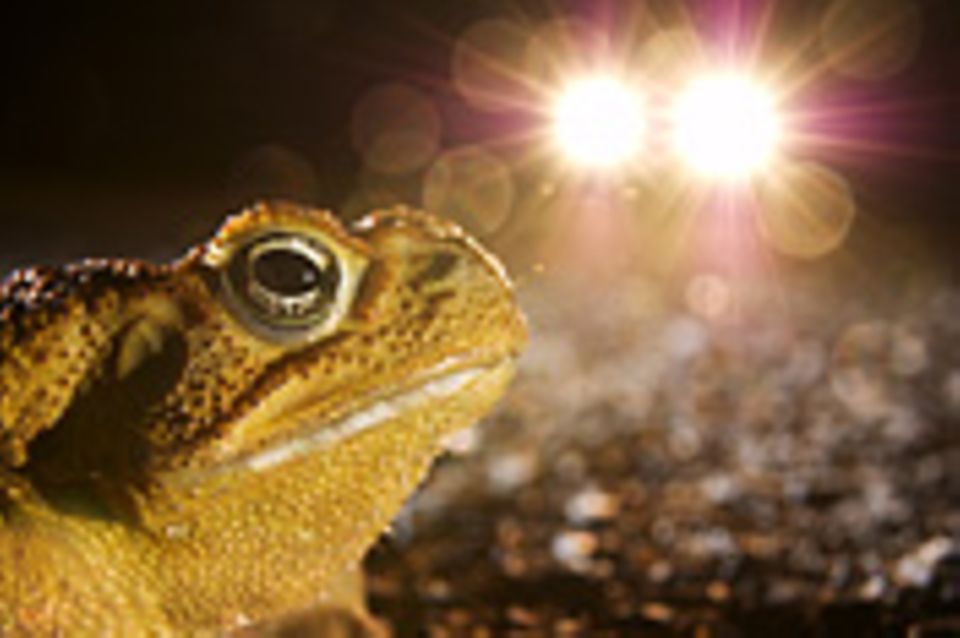 Ökologie: Licht aus!