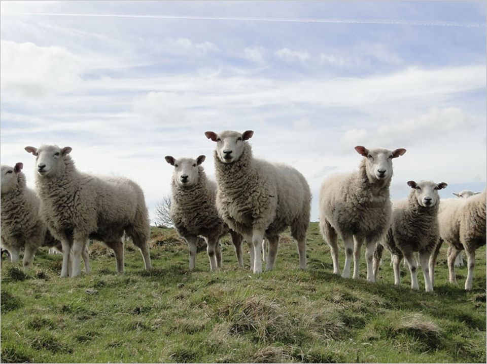 Reiseexperiment: Unzählige Schafherden sind im Peak-District-Nationalpark beheimatet