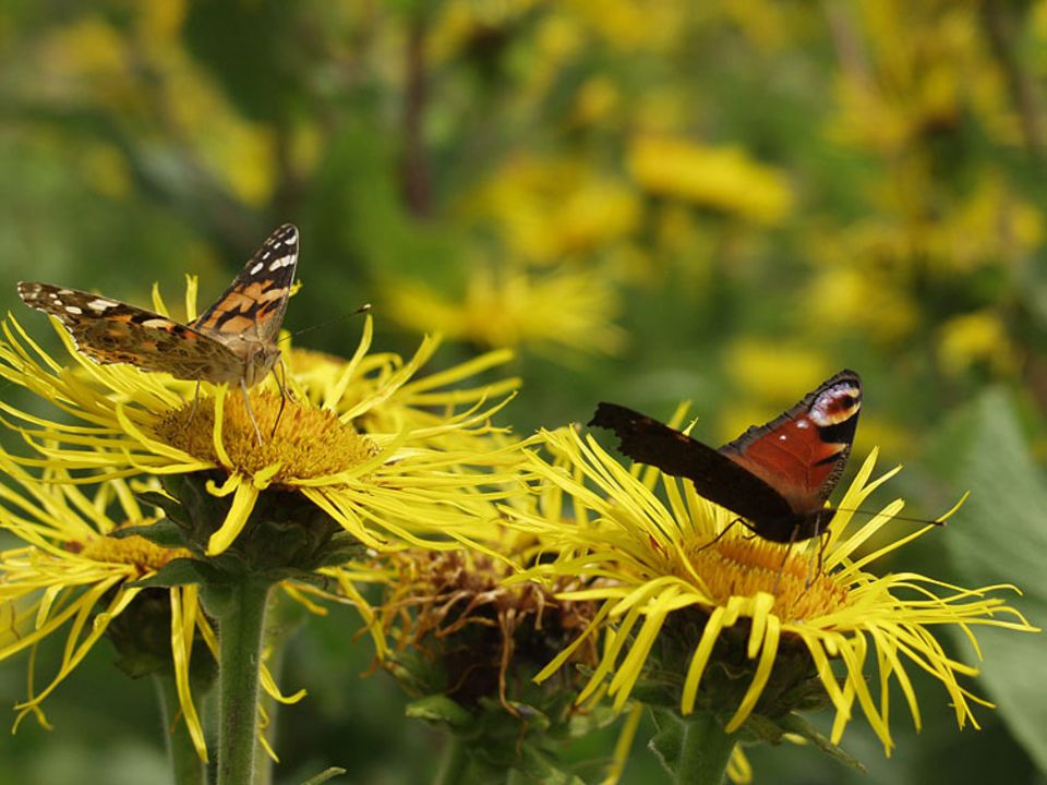 Biomasse: Auf den Wildpflanzenblüten finden viele verschiedene Falter Nahrung - hier ein Distelfalter und ein Tagpfauenauge Biomasse: Auf den Wildpflanzenblüten finden viele verschiedene Falter Nahrung - hier ein Distelfalter und ein Tagpfauenauge