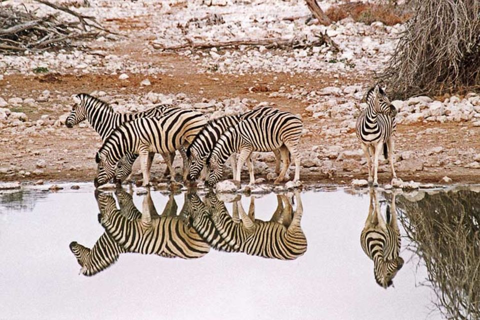 Viel Geduld und natürlich etwas Glück benötigte GEO-Leser Karl-Heinz Sauer aus Stuttgart, als er an einem Wasserloch in der namibischen Etosha-Pfanne auf durstige Zebras wartete. Mit diesem Foto gewinnt er den GEO.de-Wettbewerb im Mai Viel Geduld und natürlich etwas Glück benötigte GEO-Leser Karl-Heinz Sauer aus Stuttgart, als er an einem Wasserloch in der namibischen Etosha-Pfanne auf durstige Zebras wartete. Mit diesem Foto gewinnt er den GEO.de-Wettbewerb im Mai
