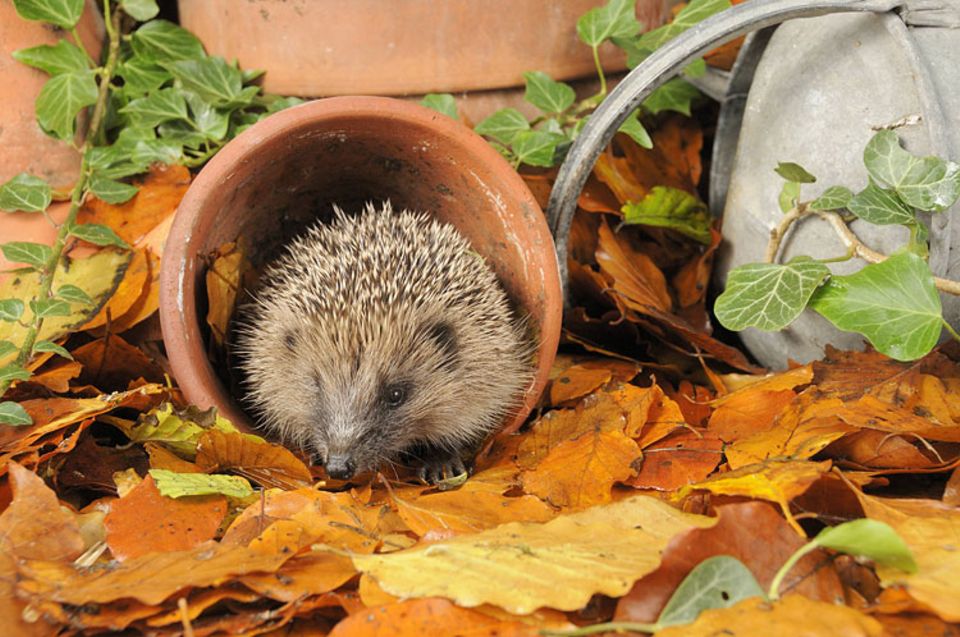 Nix wie raus: Igel und andere Tiere bauen mit Herbstlaub ihr Winterquartier. Nix wie raus: Igel und andere Tiere bauen mit Herbstlaub ihr Winterquartier.