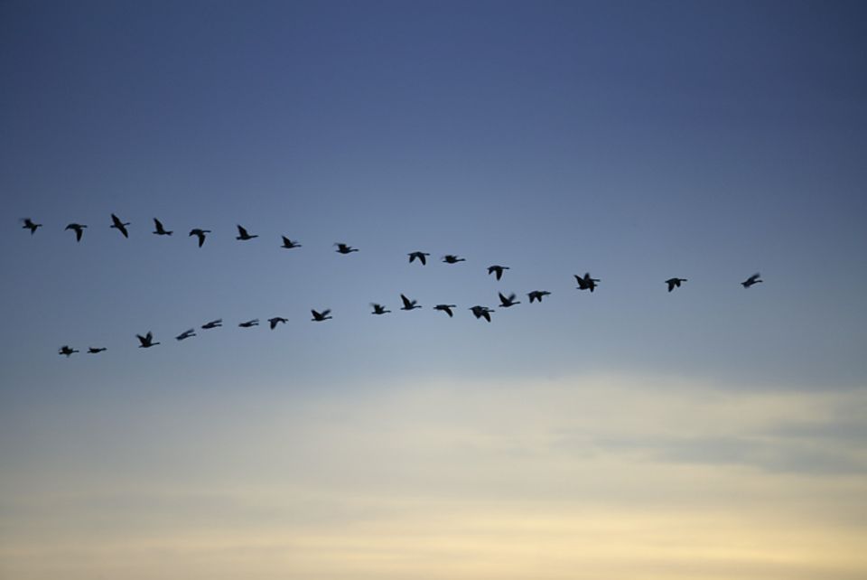 Nix wie raus: Kanadische Gänse fliegen in der typischen V-Formation in wärmere Regionen. Nix wie raus: Kanadische Gänse fliegen in der typischen V-Formation in wärmere Regionen.