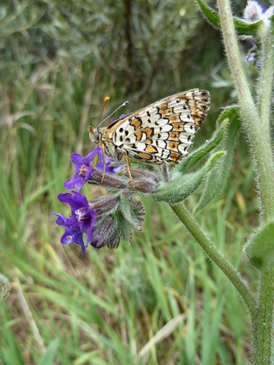 Naturschutz auf Truppenübungsplätzen: Ein Wegerich-Scheckenfalter ruht sich auf einer Ochsenzungen-Blüte aus Naturschutz auf Truppenübungsplätzen: Ein Wegerich-Scheckenfalter ruht sich auf einer Ochsenzungen-Blüte aus