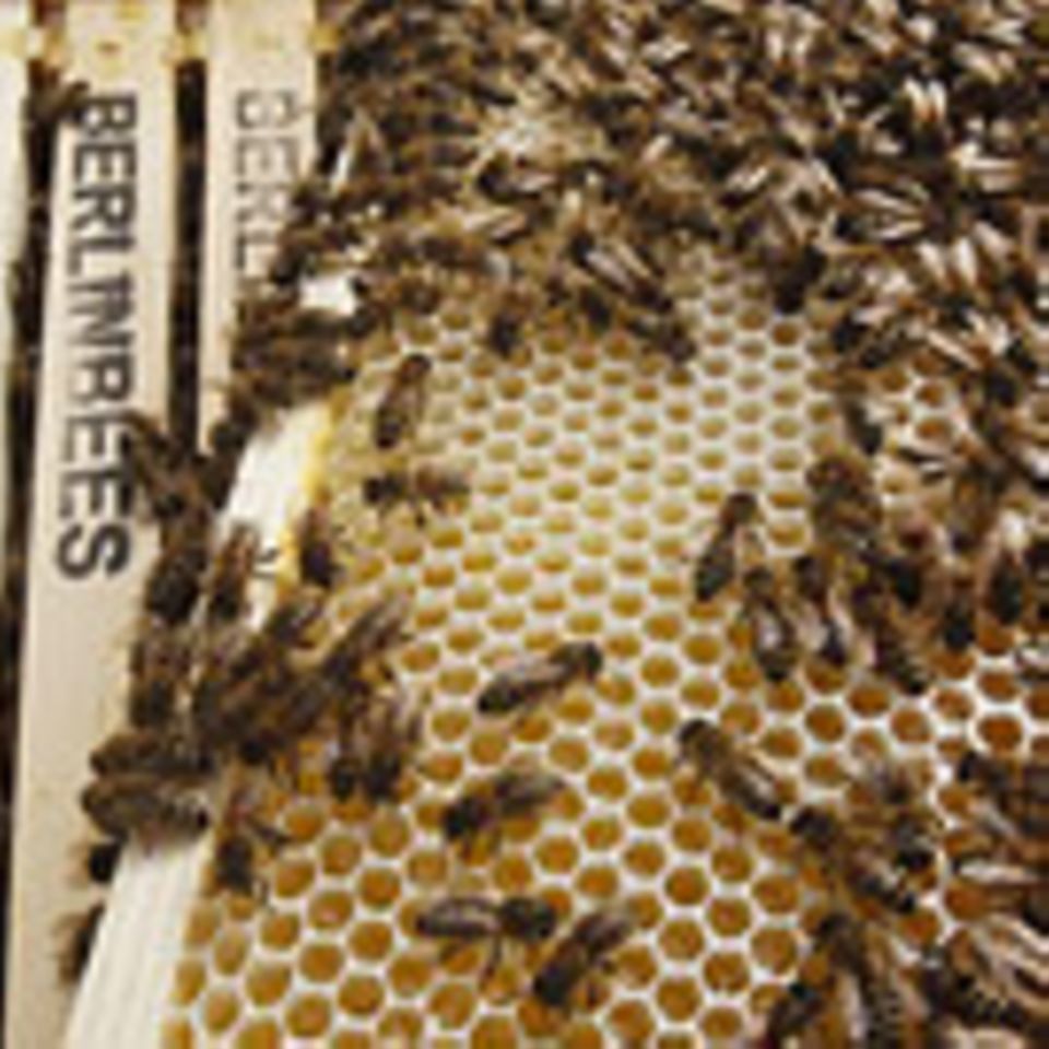 Naturschutz: Berlin summt