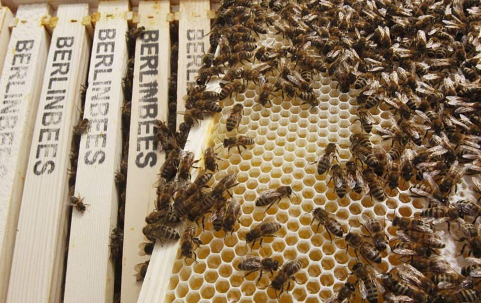 Naturschutz: Honigbienen fühlen sich in der Großstadt wohl - hier auf dem Berliner Dom Naturschutz: Honigbienen fühlen sich in der Großstadt wohl - hier auf dem Berliner Dom