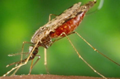 Medizin: Malaria in Deutschland?