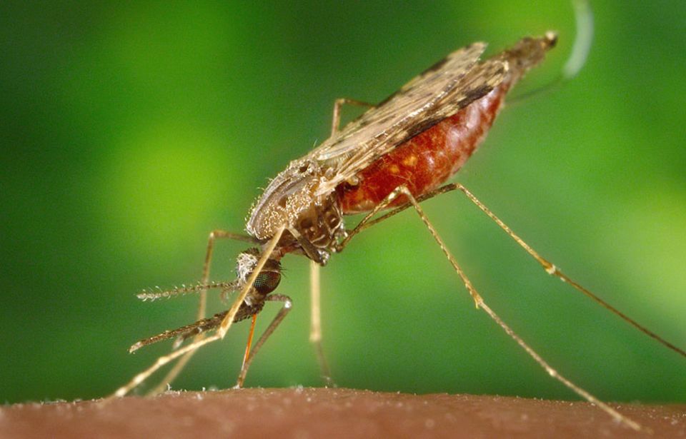 Medizin: Weibliche Anopheles-Mücken (hier: Anopheles albimanus) übertragen den Malaria-Erreger, den Parasiten Plasmodium, auf den Menschen