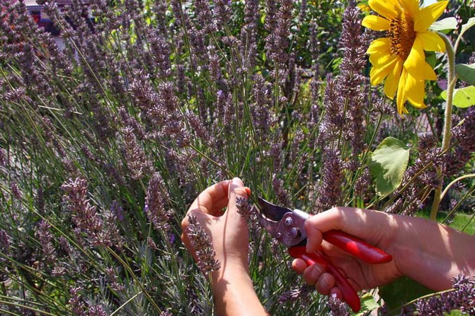 Tipps und Tricks: Ein paar Stiele Lavendel mit der Gartenschere abknipsen Tipps und Tricks: Ein paar Stiele Lavendel mit der Gartenschere abknipsen