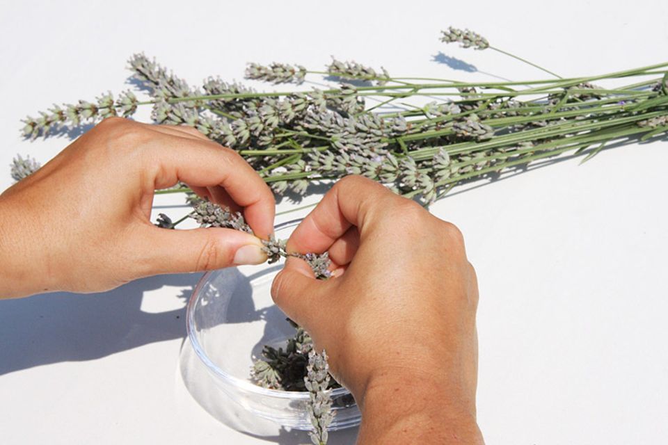Tipps und Tricks: Die Blüten mit Daumen und Zeigerfinger von den Stielen abziehen Tipps und Tricks: Die Blüten mit Daumen und Zeigerfinger von den Stielen abziehen