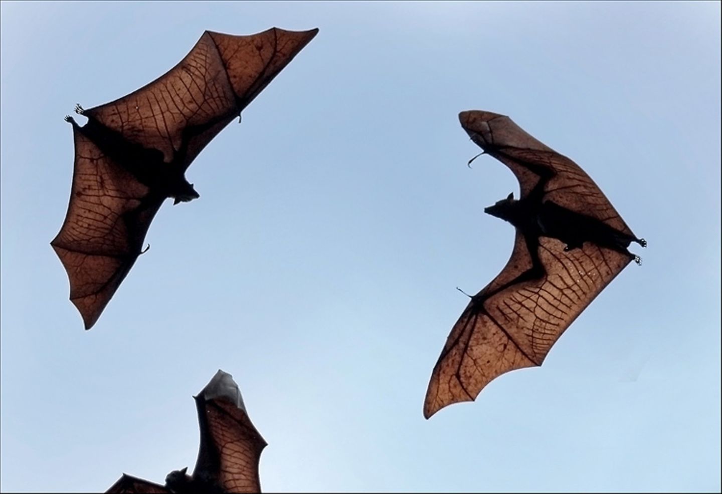 Flughunde: Fledermäuse: Die Jäger der Nacht