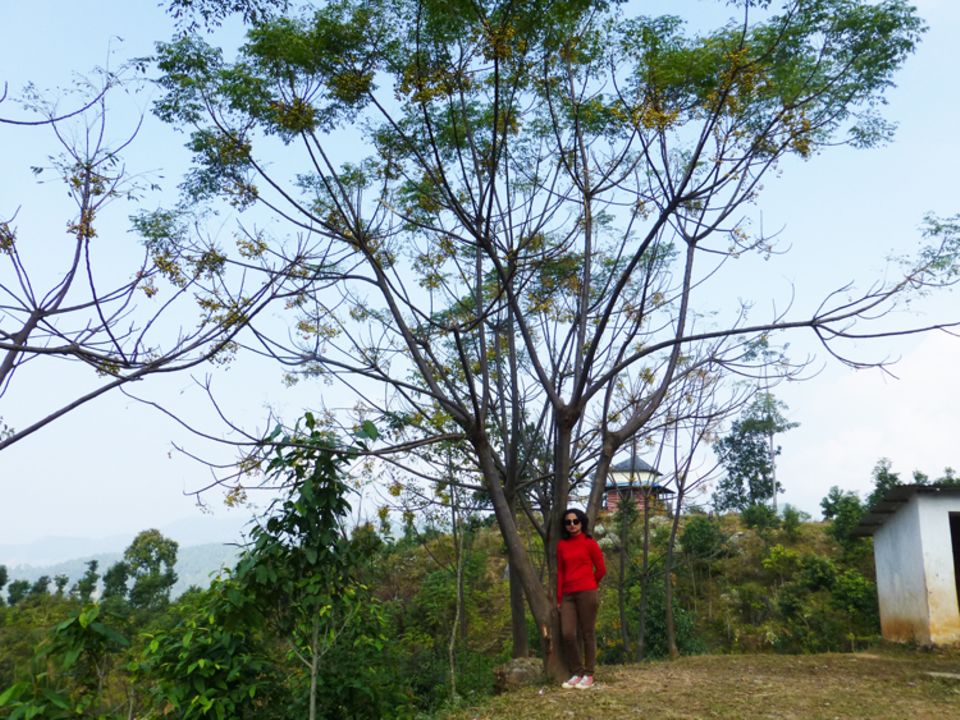 Dieser Baum in Simle, ein Bakaino, wurde vier Jahre zuvor gepflanzt - 2014 überragt er Teammitglied Tripti Kharel um ein Vielfaches