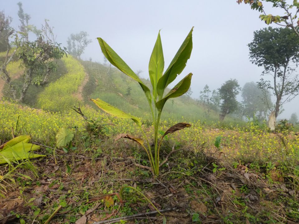 Diese kräftige Kurkuma-Pflanze wächst neben einem Senffeld