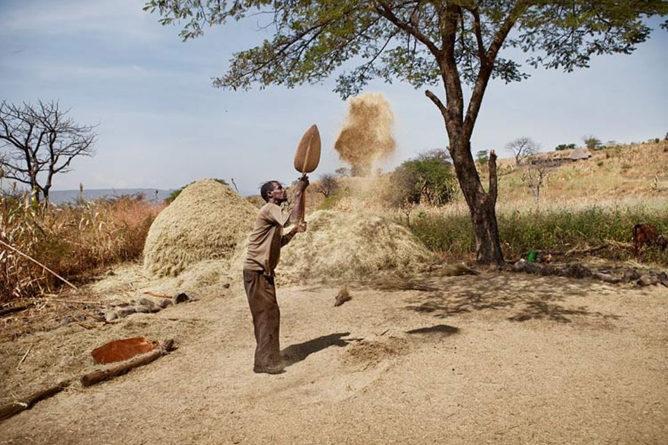 Äthiopien: Ein Kleinbauer worfelt die einheimische Hirseart Teff. Die Erträge sind derart gering, dass Experten von "grünem Hunger" sprechen