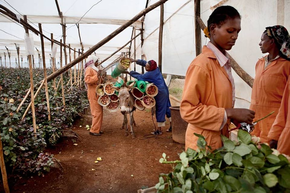 Äthiopien: Der französische Rosenzüchter Gallica hat auf acht Hektar 200 Arbeitsplätze geschaffen. Äthiopien ist zweitgrößter Blumenexporteur Afrikas