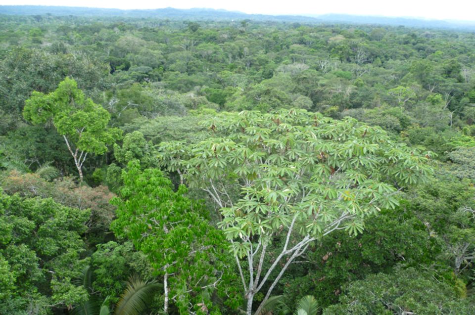 Ecuador: Blick aus 30 Meter Höhe auf den Regenwald bei Tena Ecuador: Blick aus 30 Meter Höhe auf den Regenwald bei Tena