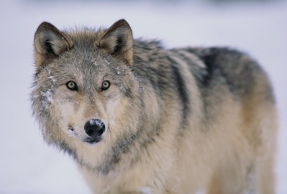 Umweltpolitik: Wieder in Deutschland heimisch: der Wolf Umweltpolitik: Wieder in Deutschland heimisch: der Wolf