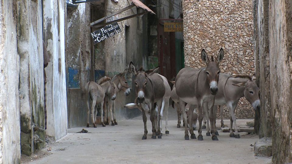 Für die 6.000 Esel der kenianischen Insel Lamu gibt es sogar ein eigenes Krankenhaus für alte oder kranke Tiere Für die 6.000 Esel der kenianischen Insel Lamu gibt es sogar ein eigenes Krankenhaus für alte oder kranke Tiere