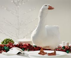 Jemanden ausnehmen wie eine Weihnachtsgans - [GEOLINO]