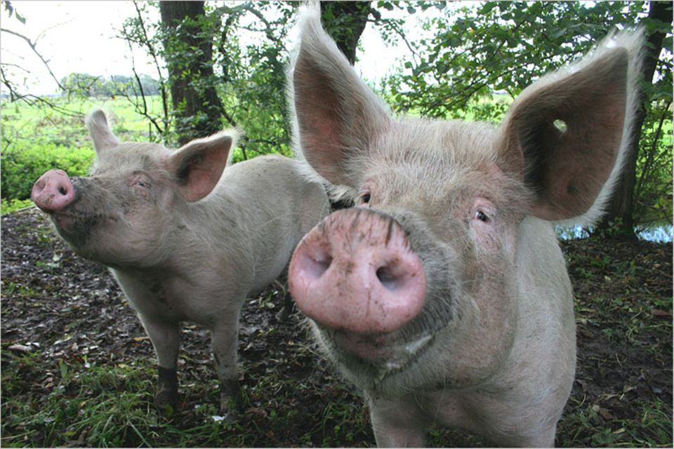 Kuh-Altersheim: Else (r.) und Erna sind Ex-Laborschweine. Beide haben eine Rippe mehr gezüchtet bekommen - für die Fleischtheke