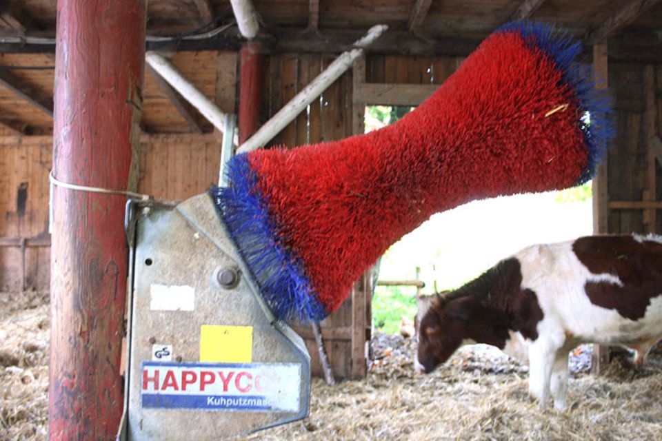Kuh-Altersheim: Wellness für Kühe: "Happy Cow". Die Rinder brauchen sich nur gegen die Bürste zu stemmen, dann gibt es eine Massage Kuh-Altersheim: Wellness für Kühe: "Happy Cow". Die Rinder brauchen sich nur gegen die Bürste zu stemmen, dann gibt es eine Massage
