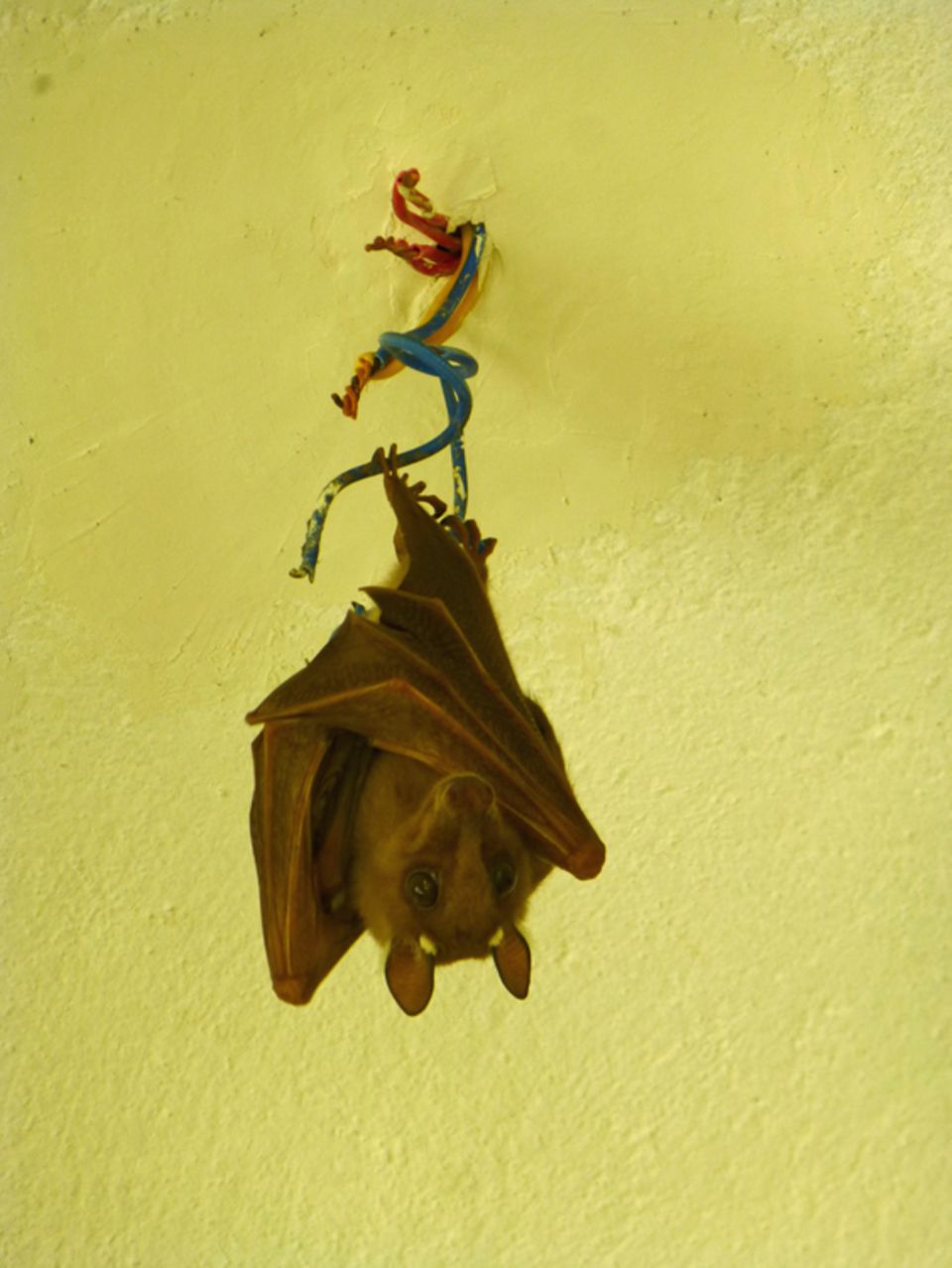 Diese Fledermaus hat an einem Elekrtokabel im fast fertig gestellten Kaffeemuseum einen Platz zum Ausruhen gefunden