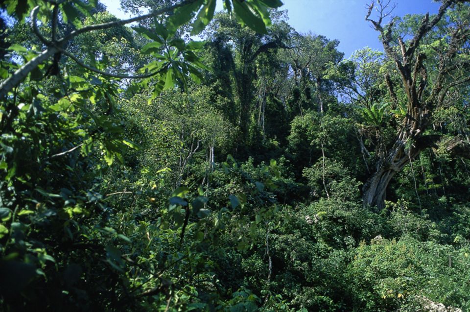 Regenwald bei Bonga Regenwald bei Bonga