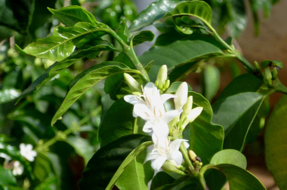 Die weißen Blüten des Kaffees verströmen einen intensiven, süßlich-fruchtigen Duft Die weißen Blüten des Kaffees verströmen einen intensiven, süßlich-fruchtigen Duft