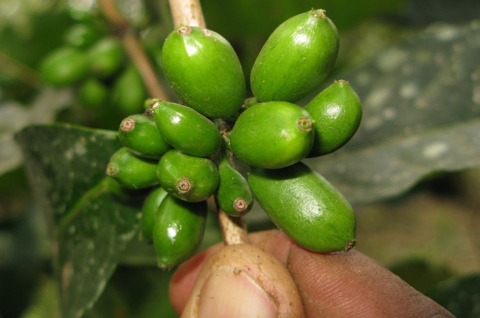 Unreife grüne Kaffeekirschen Unreife grüne Kaffeekirschen