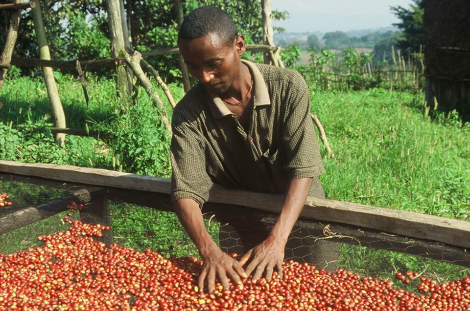 In den Sammelstellen der Kooperativen werden die Kaffeekirschen zum Trocknen ausgelegt In den Sammelstellen der Kooperativen werden die Kaffeekirschen zum Trocknen ausgelegt