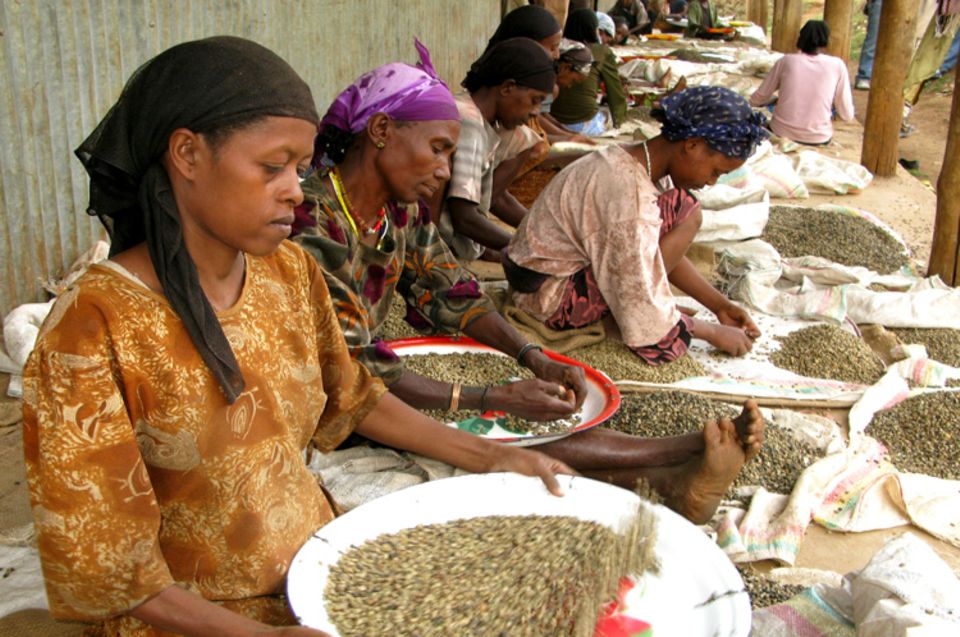 In Handarbeit sortieren diese Frauen in Bonga nicht perfekte Kaffeebohnen aus In Handarbeit sortieren diese Frauen in Bonga nicht perfekte Kaffeebohnen aus
