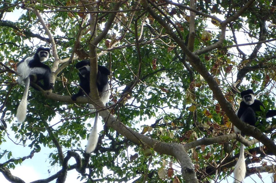 In den Wäldern um Bonga findet eine Vielzahl an Tieren und Pflanzen Schutz wie auch diese Colobus-Affen, die früher wegen ihrer dekorativen Felle gejagt wurden In den Wäldern um Bonga findet eine Vielzahl an Tieren und Pflanzen Schutz wie auch diese Colobus-Affen, die früher wegen ihrer dekorativen Felle gejagt wurden