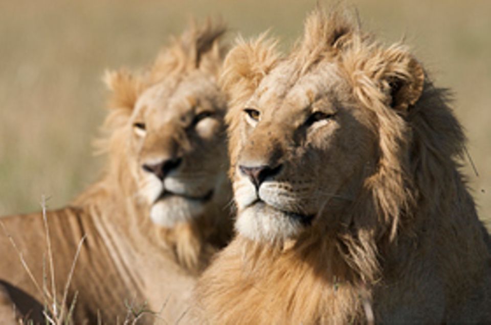 Kinotipp: Layla und ihre Tochter Mara sind Teil eines großen Rudels von Löwen. Sie spielen die zweite Hauptrolle im "Raubkatzen"-Film