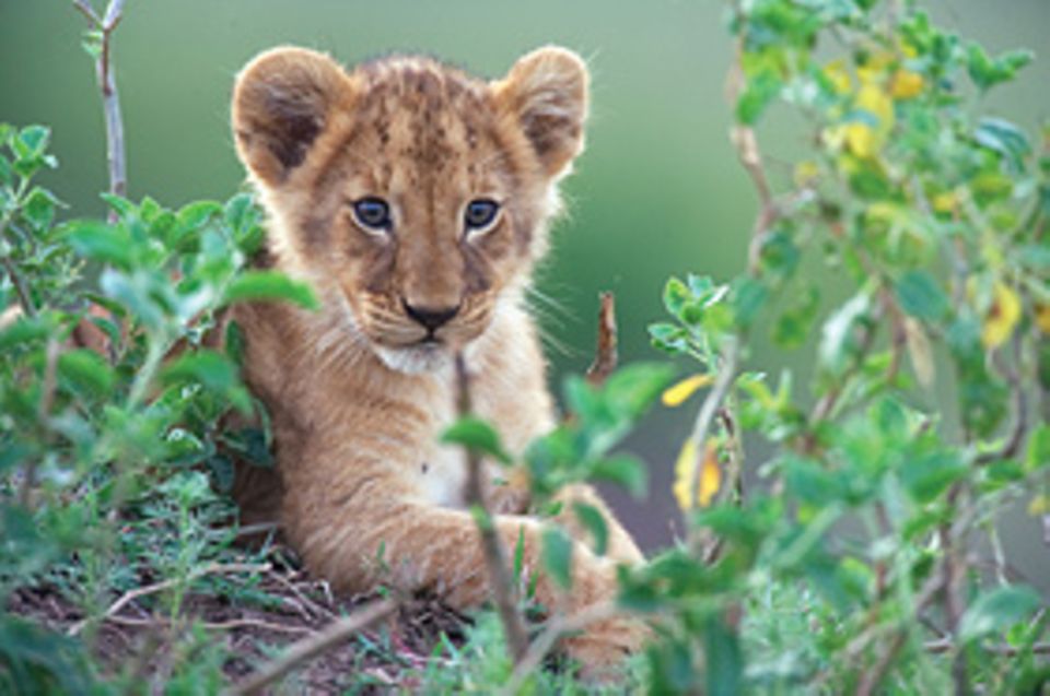 Kinotipp: Löwenkinder sind süß aber auch sehr gefährlich. Unser Kinotipp zeigt das wahre Leben der Raubkatzen