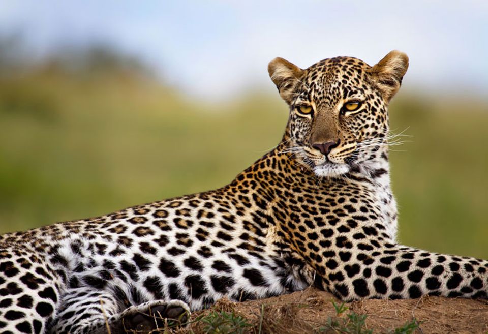 In der kenianischen Masai Mara, nicht weit vom Talek-Fluss, blickt eine Leopardin von einem Termitenhügel aus auf ihr Territorium. Mit diesem Porträt der Großkatze gewinnt Margret Meyer aus Berlin den GEO.de-Wettbewerb im April