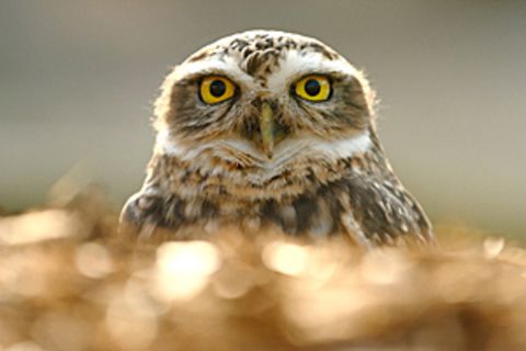 Schiebepuzzle: Eule