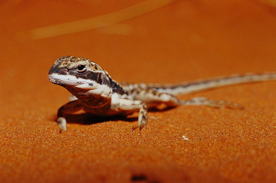 Im Alice Springs Desert Park treffen Besucher auf Schlangen, Echsen, Insekten, aber auch Kängurus oder Emus Im Alice Springs Desert Park treffen Besucher auf Schlangen, Echsen, Insekten, aber auch Kängurus oder Emus