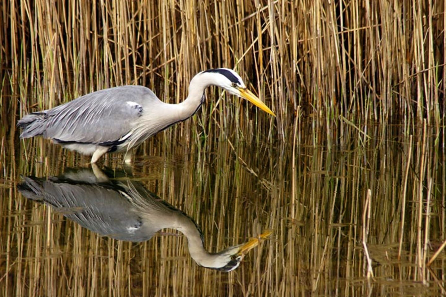Redewendung: Um sich vor Jägern in Sicherheit zu bringen, gehen Wasservögel in die Binsen. Im hohen Schilfgras bleiben sie unentdeckt