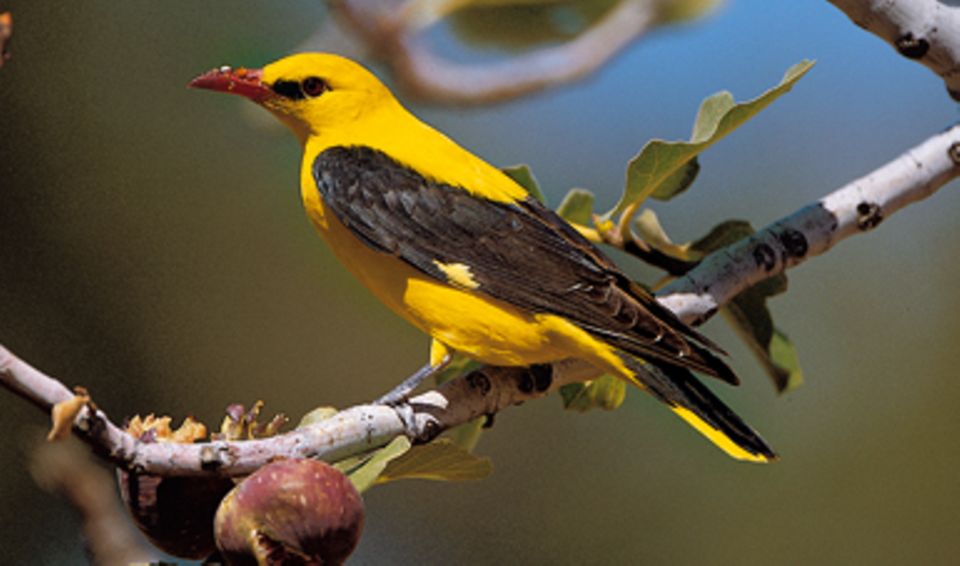 Buchtipp: Gelb-schwarzes Gefieder und ein Vorkommen meistens im Herbst und Winter: Welcher Vogel kann das nur sein? Buchtipp: Gelb-schwarzes Gefieder und ein Vorkommen meistens im Herbst und Winter: Welcher Vogel kann das nur sein?