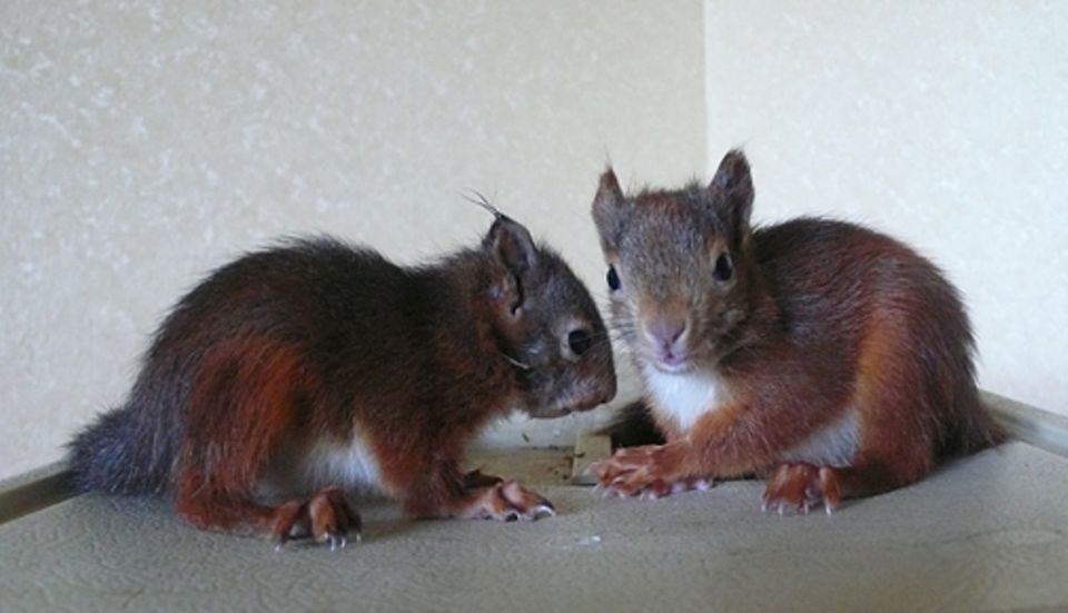 Diese Eichhörnchen wissen sich am allerbesten selbst zu helfen. Falls nicht, gilt es Experten zu rufen Diese Eichhörnchen wissen sich am allerbesten selbst zu helfen. Falls nicht, gilt es Experten zu rufen